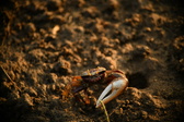 Enlarge photo 295