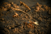 Enlarge photo 299