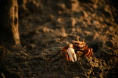 Enlarge photo 305