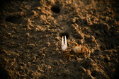 Enlarge photo 306