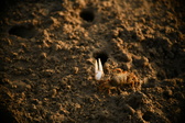Enlarge photo 307