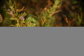 Enlarge photo 309