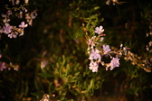 Enlarge photo 310