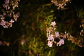 Enlarge photo 312