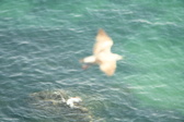 Enlarge photo 444