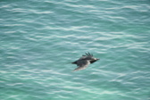 Enlarge photo 445