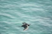 Enlarge photo 446