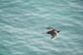Enlarge photo 447