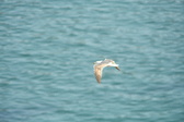Enlarge photo 466