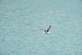 Enlarge photo 468