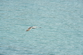 Enlarge photo 469