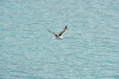 Enlarge photo 470