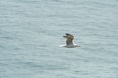Enlarge photo 472