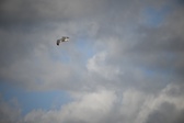 Enlarge photo 226