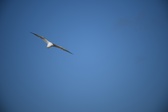 Enlarge photo 227