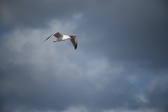 Enlarge photo 228