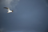 Enlarge photo 229
