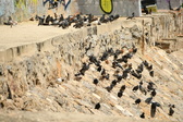 Enlarge photo 69