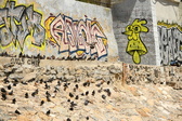 Enlarge photo 83