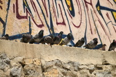 Enlarge photo 88