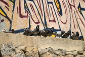 Enlarge photo 90