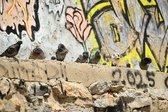 Enlarge photo 91