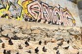 Enlarge photo 100