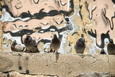 Enlarge photo 102