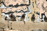 Enlarge photo 103