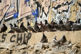 Enlarge photo 133