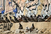 Enlarge photo 134