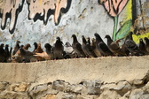 Enlarge photo 135