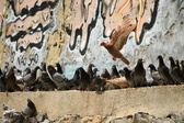Enlarge photo 136