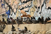 Enlarge photo 137