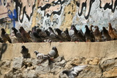 Enlarge photo 139