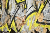 Enlarge photo 141