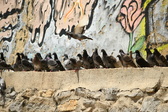 Enlarge photo 148