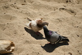 Enlarge photo 203