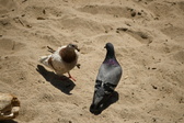 Enlarge photo 204