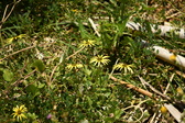 Enlarge photo 237