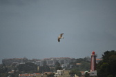 Enlarge photo 243