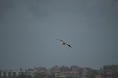 Enlarge photo 245