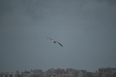 Enlarge photo 246