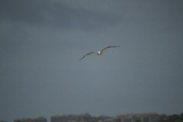 Enlarge photo 247