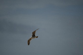 Enlarge photo 248