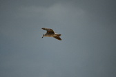 Enlarge photo 249