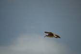 Enlarge photo 250