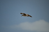Enlarge photo 251