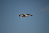 Enlarge photo 252