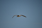 Enlarge photo 253